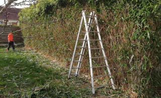 Jardinier taille de haie 95