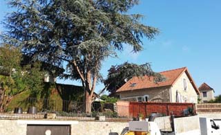 Abattage d'arbres 95